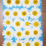 押し花商品【ノースポール】