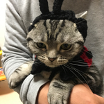 猫用帽子 ケープ セット売り てんとう虫