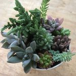 多肉植物 抜き苗 カット苗 おまかせ10種10本セット 