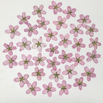 天然押し花素材  124