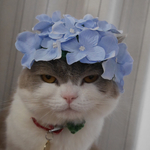 紫陽花