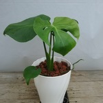 お手頃☆金運に効果的なモンステラ☆観葉植物