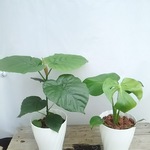 送料無料☆人気の2つセット☆モンステラ☆ウンベラータ☆観葉植物