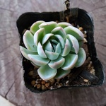 多肉植物　エケベリア　花月夜