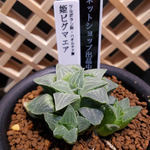 多肉植物 ハオルチア 姫ピグマエア 抜き苗