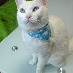 ペット用バンダナ……犬、猫  兼用    送料無料