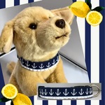 首輪♡ｄｏｇ　・・French Riviera・・