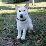 I様オーダー芝犬ジョンくん