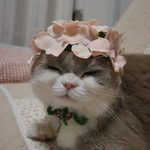 淡いピンク紫陽花