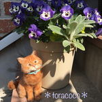 茶トラ猫