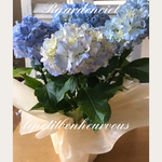 フリフリル＊のアジサイ