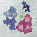 再販‼︎ 押し花 素材 紫陽花MIX