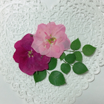 押し花 素材 ミニバラ