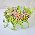 Sale!白いシェルトレーM_多肉植物＆セダム寄せ植え