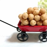 収穫！採れたてじゃがいも