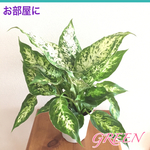 セール❣️葉模様の真骨頂⭐︎存在感  観葉植物 苗 ディフェンバキア 斑入り