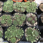 センペルビウム  抜き苗 5種類 5本セット
