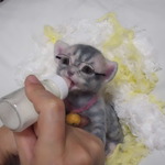よちくん