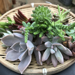 多肉植物 抜き苗 カット苗 おまかせ15種類セット