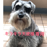 キラキラ天使様専用