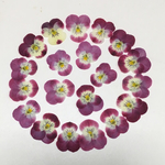 パーツ屋さん様専用天然押し花素材