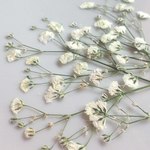 【押し花素材】かすみ草(白)