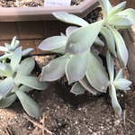 訳あり多肉植物 葉挿し用 カット苗 抜き苗