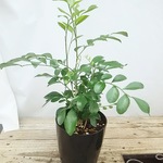 送料無料 シルクジャスミン☆観葉植物