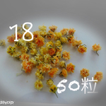 18かすみ草♡ドライフラワー