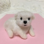マルチーズの子犬