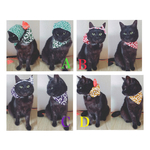 再再再入荷！！唐草模様泥棒風呂敷の猫ちゃんの首輪とバンダナセット