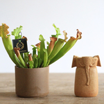s様専用カート　食虫植物サラセニア