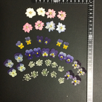 押し花  特別オーダー品 NO.603