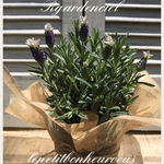 こだわり☆GARDEN☆フレンチラベンダー