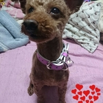 KAORIP'UNK666様専用・犬首輪桜ネーム桜水琴鈴付き