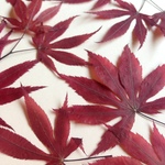 モミジ 赤 押し花素材（押し花パック）中