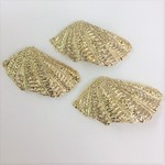 貝のコンチョ