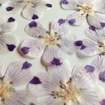 ネモフィラ(マキュラータ) 押し花素材（押し花パック）小
