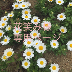 花笑み様専用ページ
