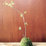 ナツハゼの苔玉