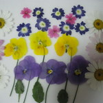 ✿茎付きお花といろいろ　押し花素材【ミニパックおまけ付き】✿　　❀JSB-46