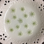 レースフラワー(押し花)