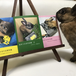 あるうさぎの日常2