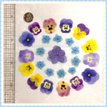 押し花＊ビオラ色々&紫陽花