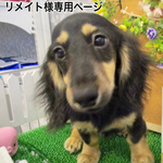 リメイト様オーダー わんちゃんリールキーホルダーミニ