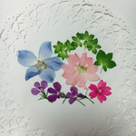 押し花 素材