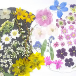 【ワンコイン】押し花カラフルセット   花彩
