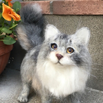 ソマリ(ブルー)