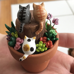 多肉と猫