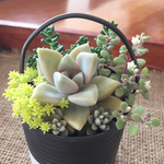 多肉植物 寄植え リメイク缶入り 桜ボタン